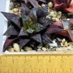Haworthia Seedling Kotohime Wolf x Hanasakigani MS035 - 3