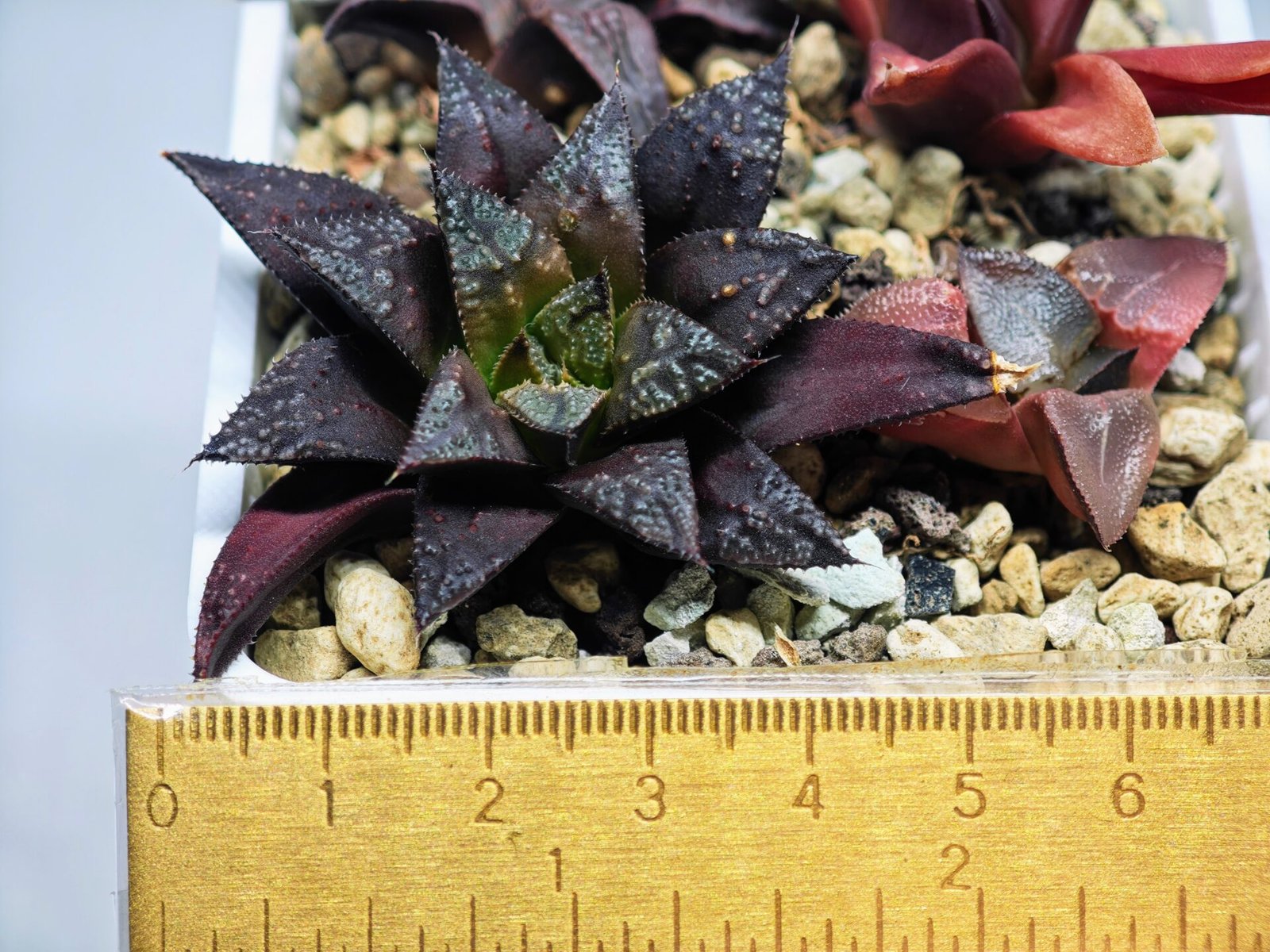 Haworthia Seedling Kotohime Wolf x Hanasakigani MS035 - 3
