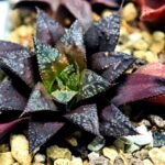 Haworthia Seedling Kotohime Wolf x Hanasakigani MS035 - 4