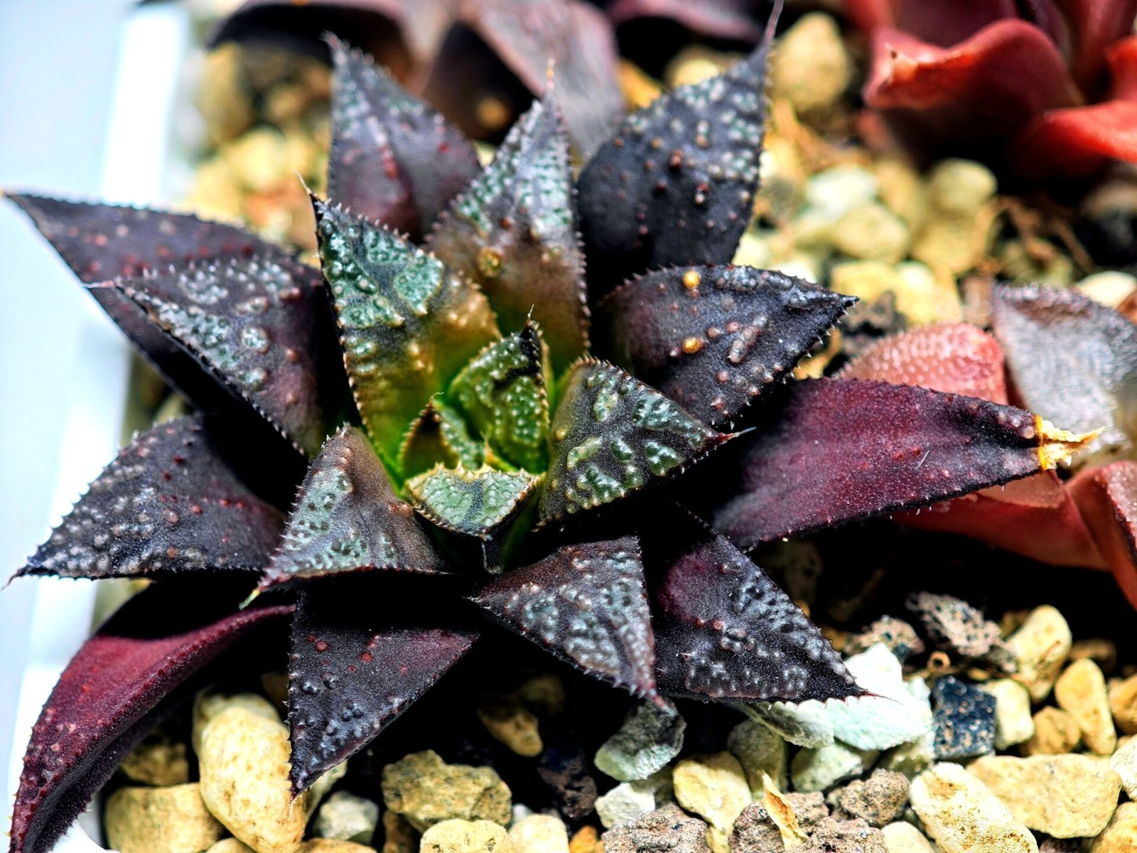 Haworthia Seedling Kotohime Wolf x Hanasakigani MS035 - 4