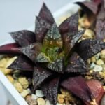Haworthia Seedling Kotohime Wolf x Hanasakigani MS035 - 5