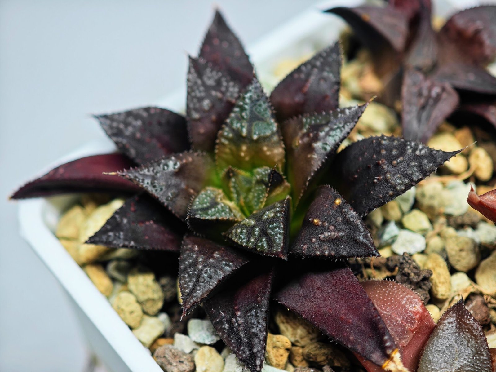 Haworthia Seedling Kotohime Wolf x Hanasakigani MS035 - 5