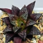 Haworthia Seedling Kotohime Wolf x Hanasakigani MS035 - 6