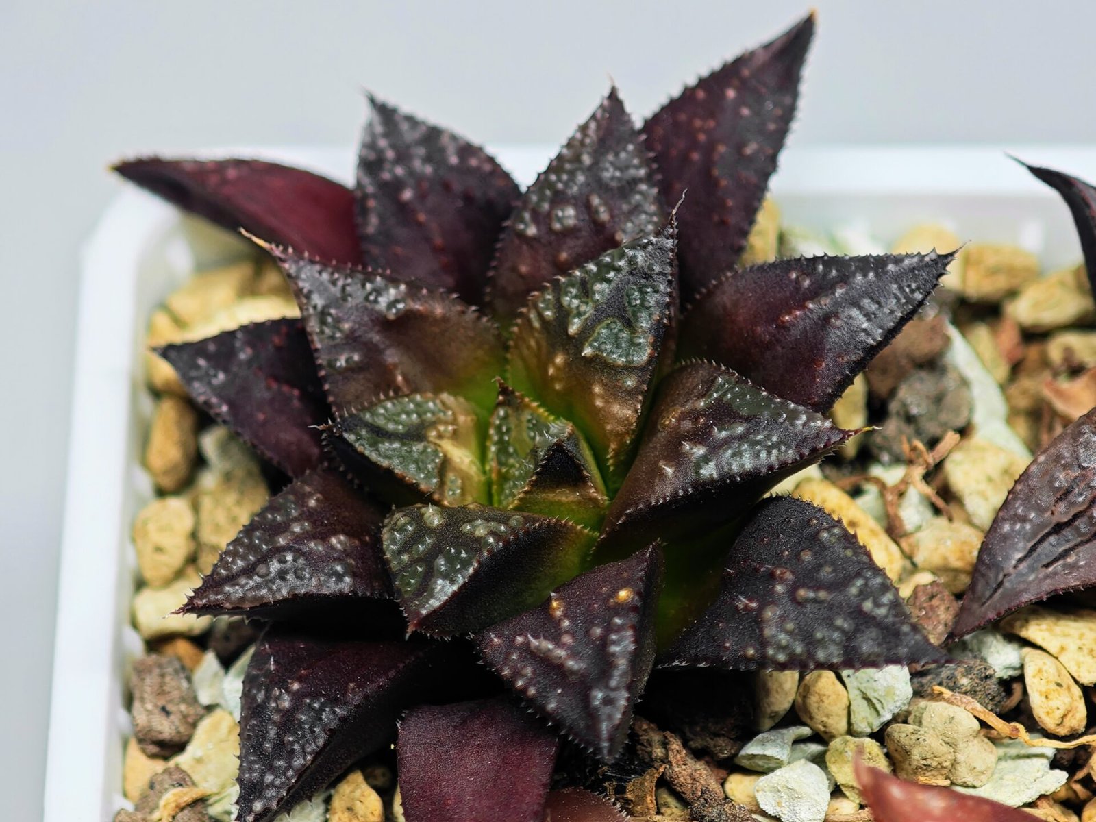Haworthia Seedling Kotohime Wolf x Hanasakigani MS035 - 6
