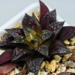 Haworthia Seedling Kotohime Wolf x Hanasakigani MS035 - 7