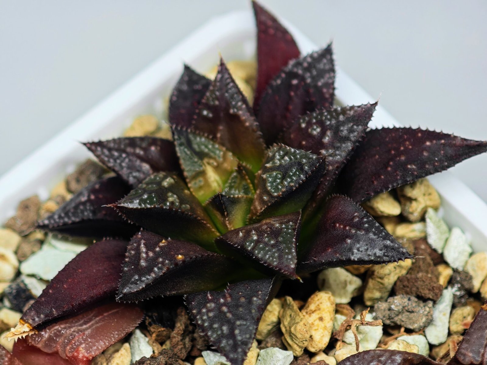 Haworthia Seedling Kotohime Wolf x Hanasakigani MS035 - 7