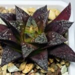 Haworthia Seedling Kotohime Wolf x Hanasakigani MS035 - 8