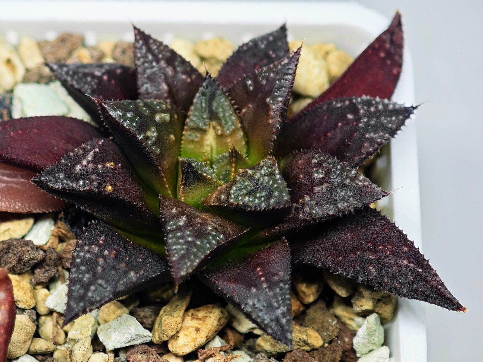 Haworthia Seedling Kotohime Wolf x Hanasakigani MS035 - 8