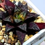 Haworthia Seedling Kotohime Wolf x Hanasakigani MS035 - 9