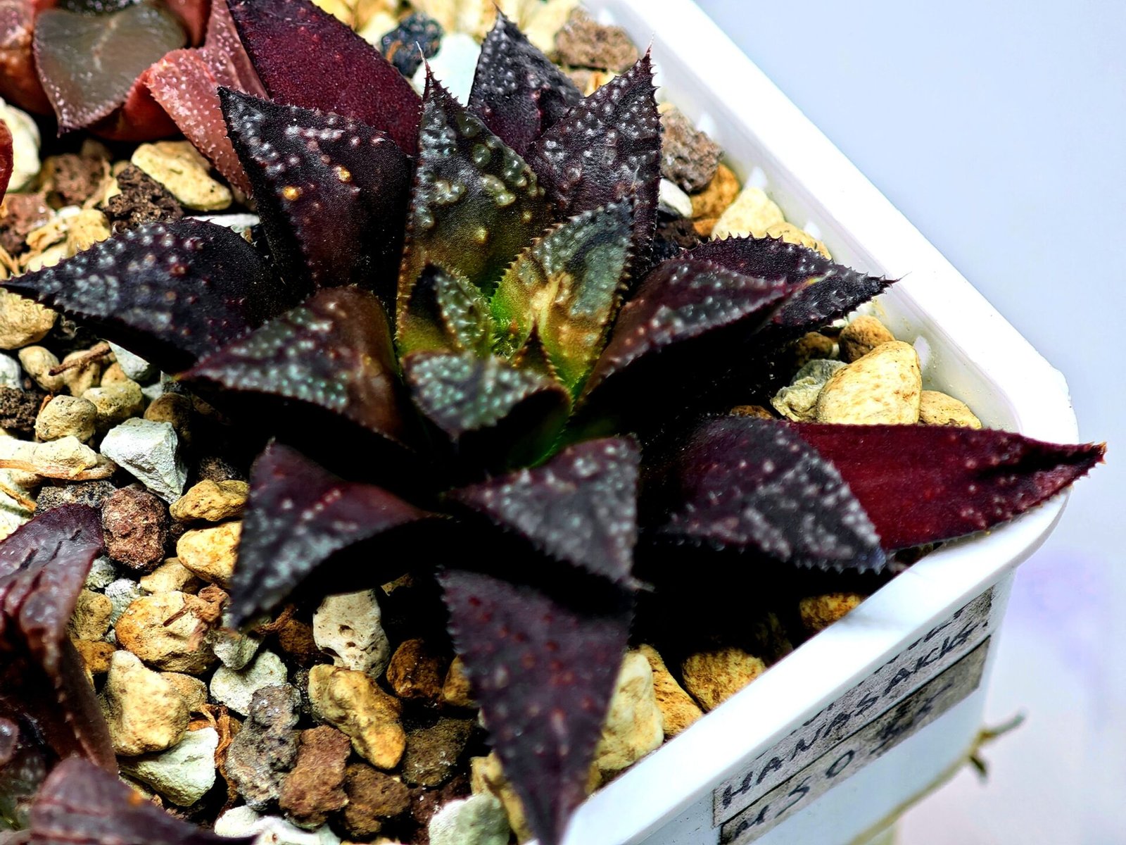 Haworthia Seedling Kotohime Wolf x Hanasakigani MS035 - 9