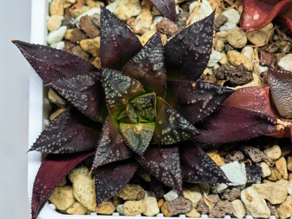 Haworthia Seedling Kotohime Wolf x Hanasakigani MS035 - 10