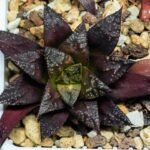 Haworthia Seedling Kotohime Wolf x Hanasakigani MS035 - 10
