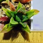 Haworthia Seedling MS 030 Pink Doll - 1
