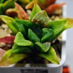 Haworthia Seedling MS 030 Pink Doll - 2