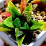 Haworthia Seedling MS 030 Pink Doll - 3