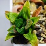 Haworthia Seedling MS 030 Pink Doll - 4