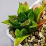 Haworthia Seedling MS 030 Pink Doll - 5