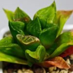 Haworthia Seedling MS 030 Pink Doll - 6