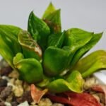 Haworthia Seedling MS 030 Pink Doll - 7
