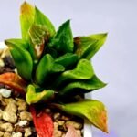 Haworthia Seedling MS 030 Pink Doll - 8