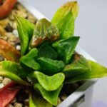 Haworthia Seedling MS 030 Pink Doll - 9