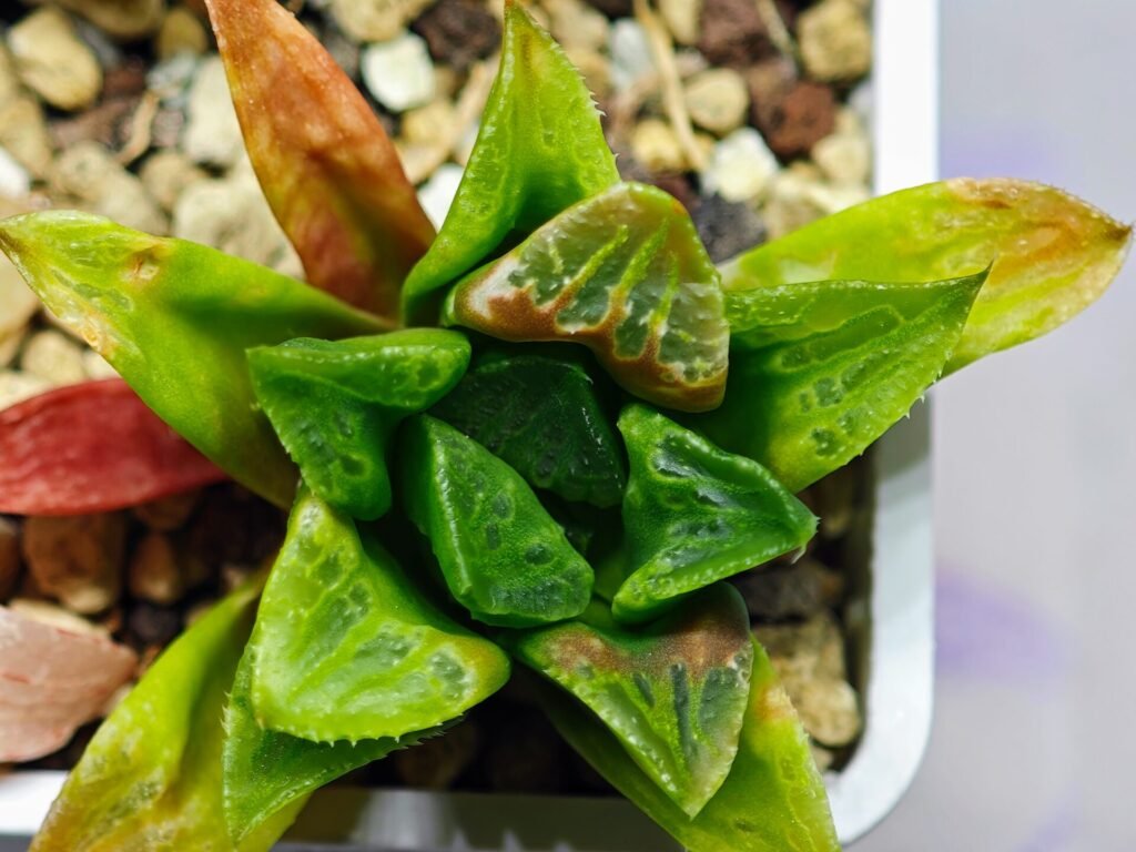 Haworthia Seedling MS 030 Pink Doll - 10