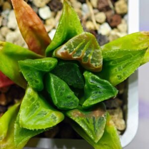 Haworthia Seedling MS 030 Pink Doll - 10