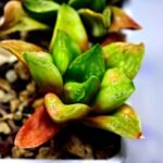 Haworthia Seedling MS 031 Pink Doll - 1