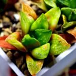 Haworthia Seedling MS 031 Pink Doll - 2
