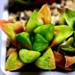Haworthia Seedling MS 031 Pink Doll - 3