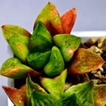 Haworthia Seedling MS 031 Pink Doll - 5