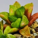 Haworthia Seedling MS 031 Pink Doll - 6