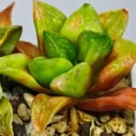 Haworthia Seedling MS 031 Pink Doll - 7