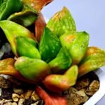Haworthia Seedling MS 031 Pink Doll - 8