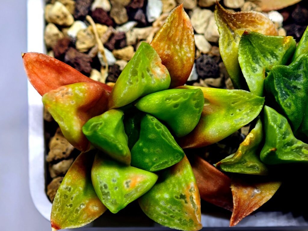 Haworthia Seedling MS 031 Pink Doll - 9