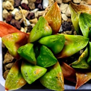 Haworthia Seedling MS 031 Pink Doll - 9