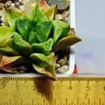 Haworthia Seedling MS 032 Pink Doll - 1