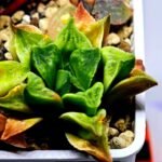 Haworthia Seedling MS 032 Pink Doll - 2