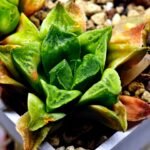 Haworthia Seedling MS 032 Pink Doll - 3