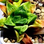 Haworthia Seedling MS 032 Pink Doll - 4