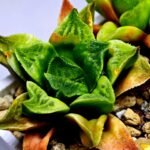 Haworthia Seedling MS 032 Pink Doll - 5