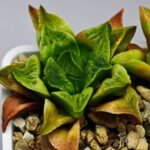 Haworthia Seedling MS 032 Pink Doll - 6