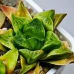 Haworthia Seedling MS 032 Pink Doll - 8
