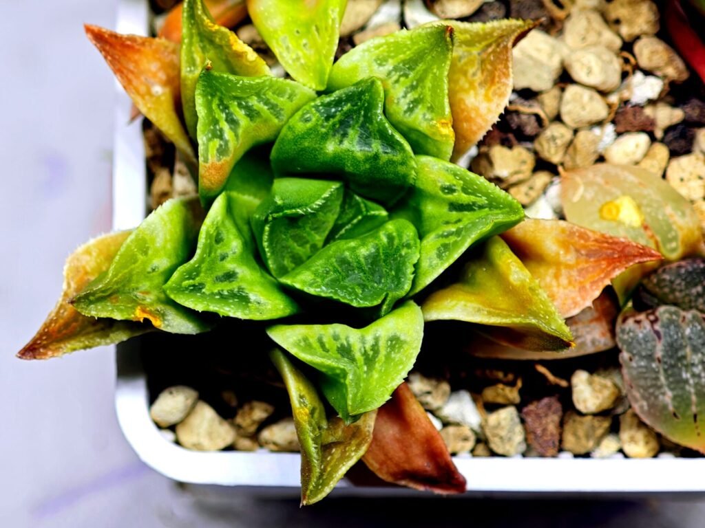 Haworthia Seedling MS 032 Pink Doll - 9