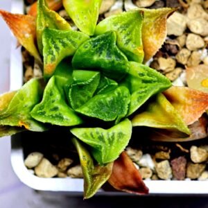 Haworthia Seedling MS 032 Pink Doll - 9
