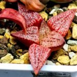 Haworthia Seedling Picta 739 Original MS025 - 7
