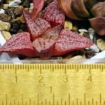 Haworthia Seedling Picta 739 Original MS025 - 8