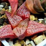 Haworthia Seedling Picta 739 Original MS025 - 9