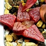 Haworthia Seedling Picta 739 Original MS025 - 10