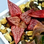 Haworthia Seedling Picta 739 Original MS025 - 11